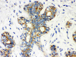 Calbindin-D Antibody in Immunohistochemistry (Paraffin) (IHC (P))