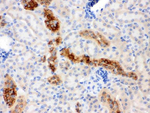 Calbindin-D Antibody in Immunohistochemistry (Paraffin) (IHC (P))