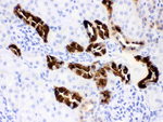 Calbindin-D Antibody in Immunohistochemistry (Paraffin) (IHC (P))