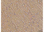 Calcineurin alpha Antibody in Immunohistochemistry (Paraffin) (IHC (P))