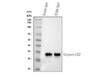 Calponin Monoclonal Antibody (CP-93)