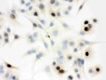 Cyclin A Antibody in Immunocytochemistry (ICC/IF)