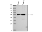 Cyclin A Antibody in Western Blot (WB)