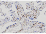 Desmin Antibody in Immunohistochemistry (Paraffin) (IHC (P))