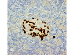 Glucagon Antibody in Immunohistochemistry (Paraffin) (IHC (P))