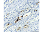 Mucin Gastric Monoclonal Antibody (45M1)