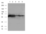 Paxillin Monoclonal Antibody (PXC-10)