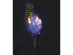 5-mC Antibody in Immunocytochemistry (ICC/IF)