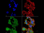 GFAP Antibody in Immunocytochemistry (ICC/IF)
