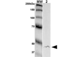 GFAP Antibody in Western Blot (WB)