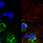 GFAP R416WT Antibody in Immunocytochemistry (ICC/IF)