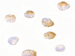 BIM Antibody in Immunocytochemistry (ICC/IF)