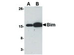 BIM Antibody in Western Blot (WB)