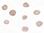 BIM Antibody in Immunocytochemistry (ICC/IF)