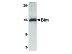 BIM Antibody in Western Blot (WB)