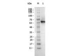 DYKDDDDK Antibody in Western Blot (WB)