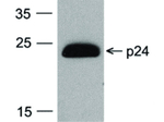 HIV-1 p24 Monoclonal Antibody (7F4), HRP
