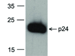 HIV-1 p24 Monoclonal Antibody (8G9), Biotin
