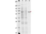 DYKDDDDK Antibody in SDS-PAGE (SDS-PAGE)