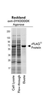 DYKDDDDK Antibody in SDS-PAGE (SDS-PAGE)