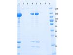 DYKDDDDK Antibody in SDS-PAGE (SDS-PAGE)