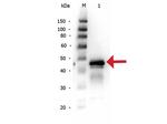 Ovalbumin Polyclonal Antibody