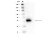 alpha-1-Acid Glycoprotein Polyclonal Antibody