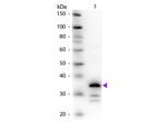 Carboxypeptidase B Polyclonal Antibody
