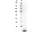 Lysozyme Polyclonal Antibody