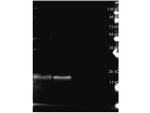 B-Phycoerythrin Polyclonal Antibody
