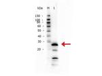 Trypsin Polyclonal Antibody
