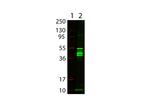 Maltose Binding Protein (MBP) Epitope Tag Antibody in Western Blot (WB)