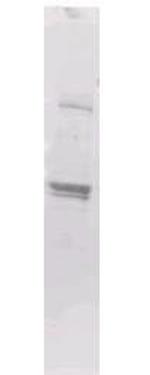 Maltose Binding Protein (MBP) Epitope Tag Polyclonal Antibody