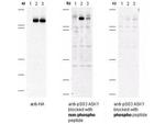 Phospho-ASK1 (Ser83) Antibody in Western Blot (WB)