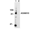 ADAM10 Antibody in Western Blot (WB)