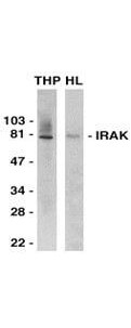 IRAK Antibody in Western Blot (WB)