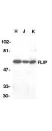 FLIP Alpha Antibody in Western Blot (WB)