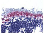 AIF Polyclonal Antibody