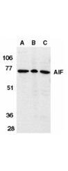 AIF Antibody in Western Blot (WB)