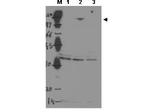 ASPP2 Polyclonal Antibody