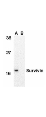 Survivin Antibody in Western Blot (WB)