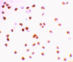 TLR7 Polyclonal Antibody