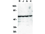 Caspase-10 Polyclonal Antibody