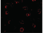 CXCR4-Lo Antibody in Immunocytochemistry (ICC/IF)