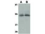 CXCR4-Lo Antibody in Western Blot (WB)