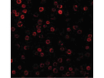 DAD1 Antibody in Immunocytochemistry (ICC/IF)