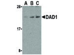 DAD1 Antibody in Western Blot (WB)
