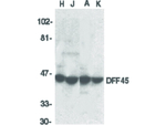 DFF45 Antibody in Western Blot (WB)