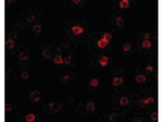 DR3 Antibody in Immunocytochemistry (ICC/IF)