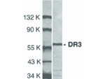 DR3 Antibody in Western Blot (WB)